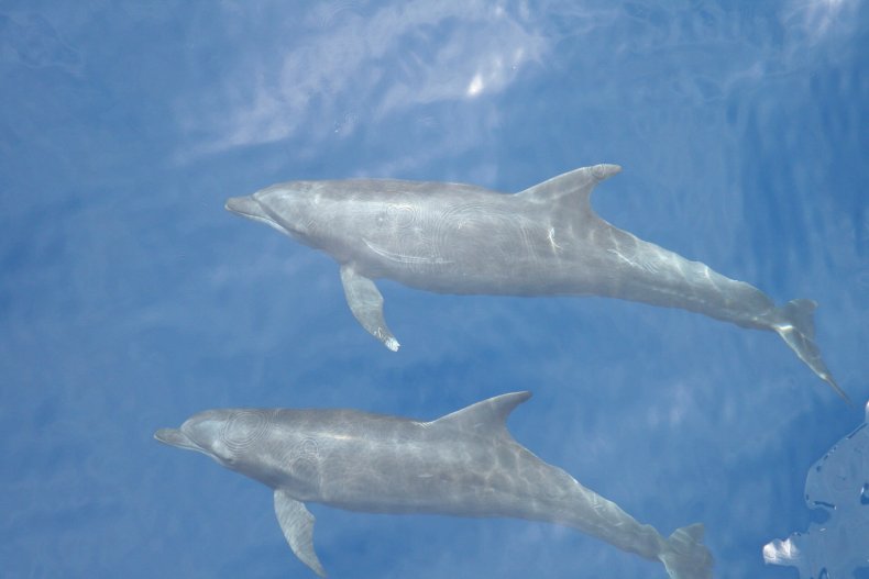 Une paire de grands dauphins communs ETP