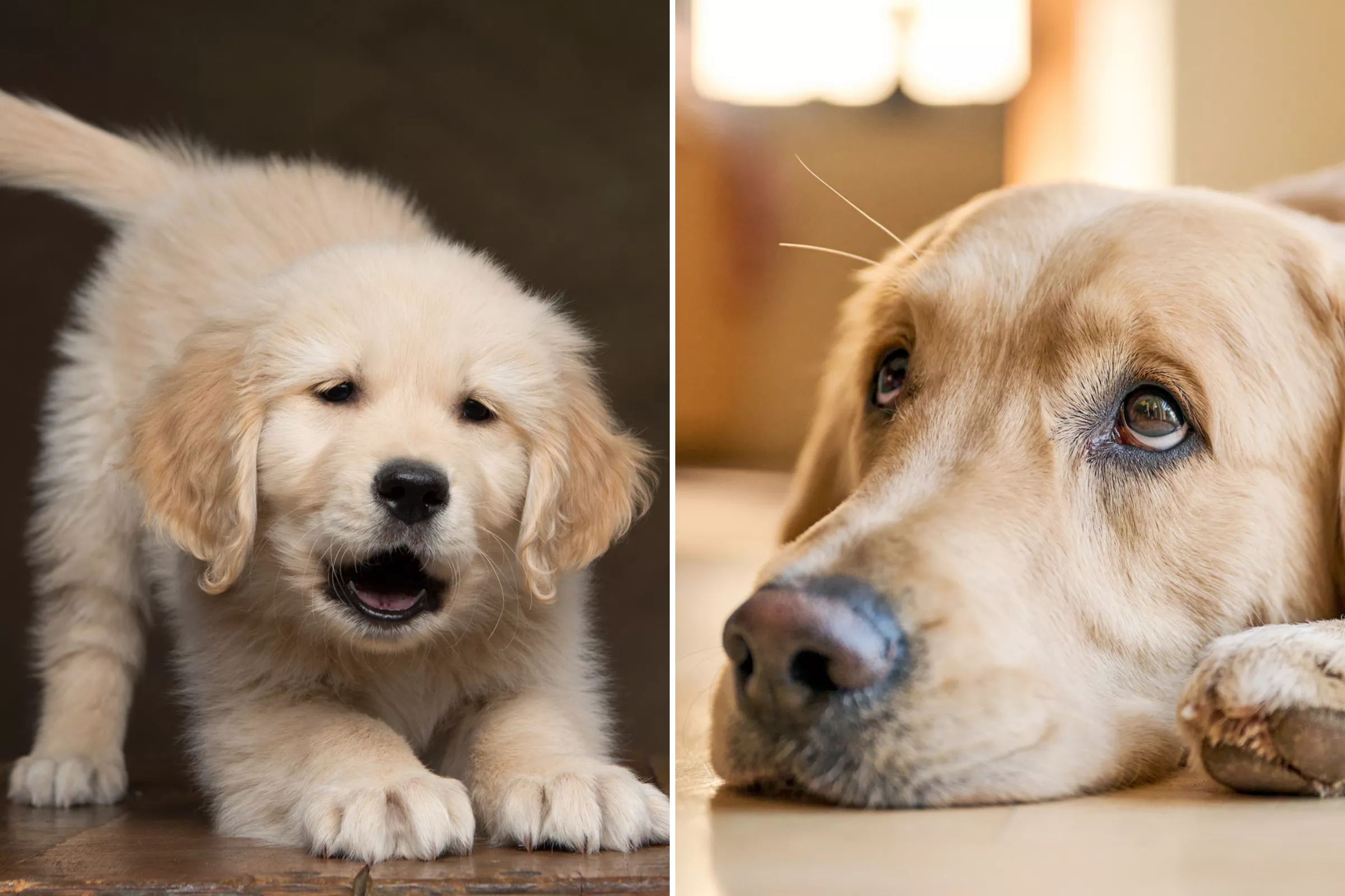 Retriever Caught Caring for Puppy on Pet Cam Melts Hearts: 'Brother Duty' - Vimarsana News