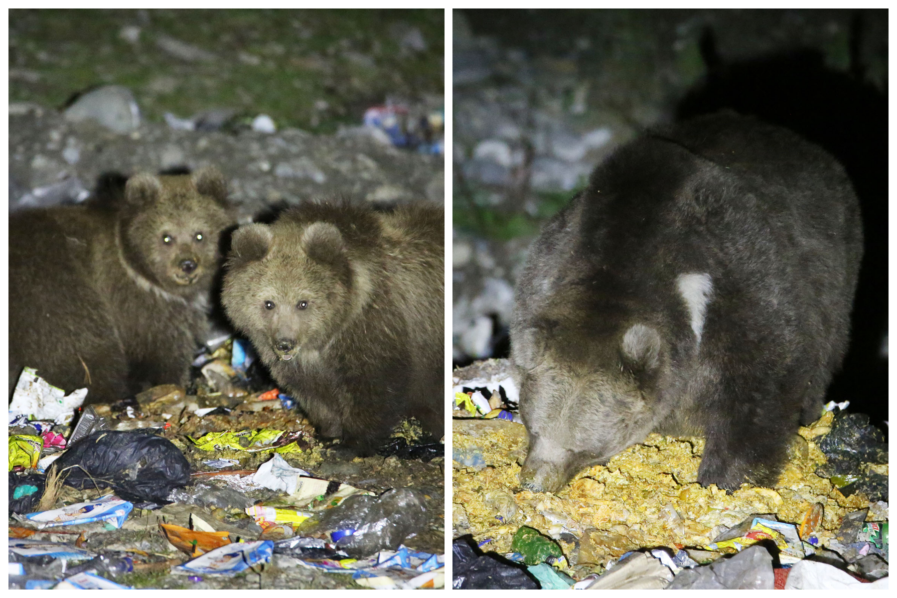 Shocking Pics of Critically Endangered Brown Bears Living on Garbage