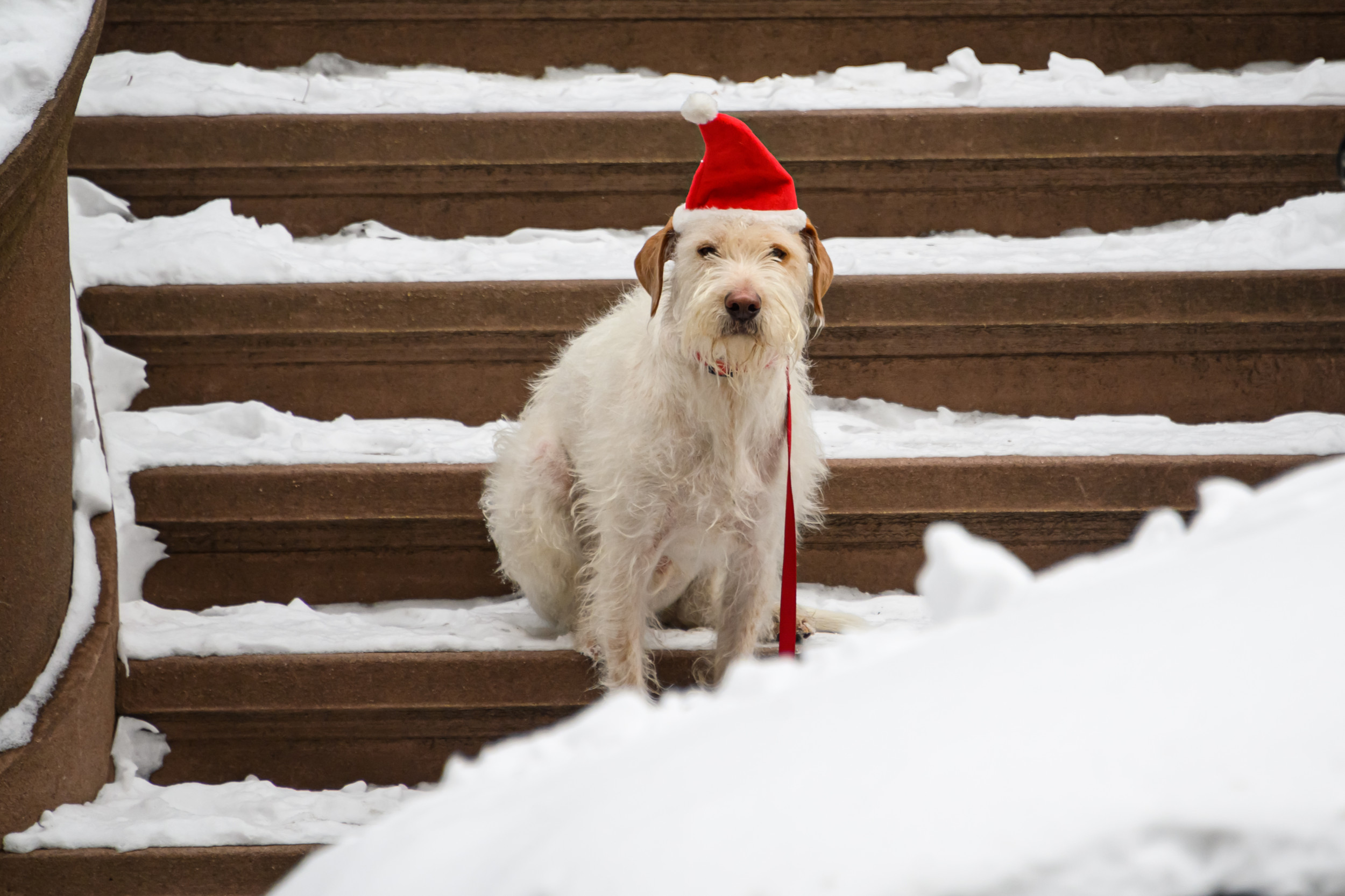 Where Will There Be A White Christmas? Where Will There Be A White Christmas?