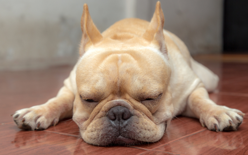 A French Bulldog fast asleep.
