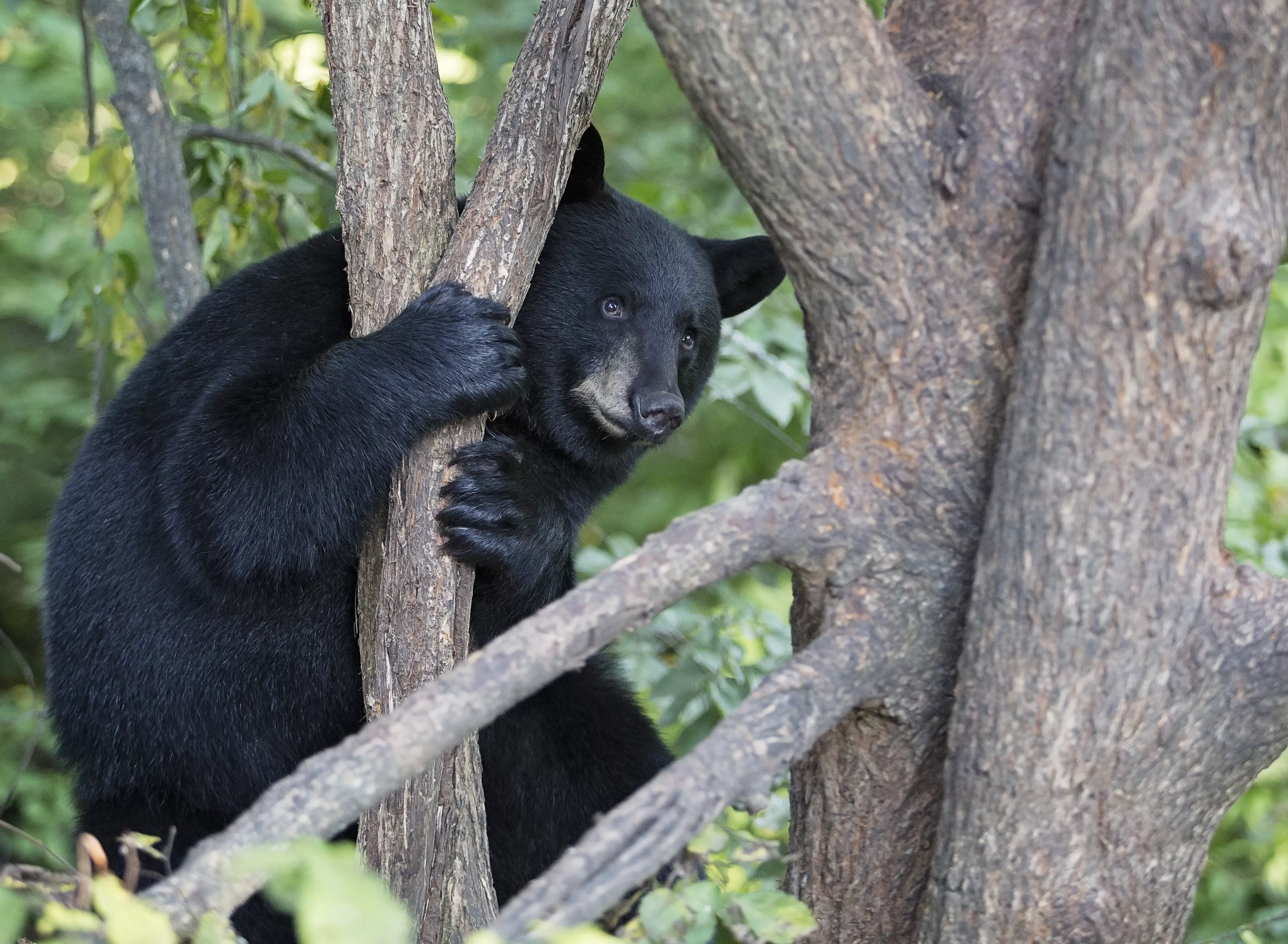 Poachers Who Shot Black Bears With Arrow, Left Them to Die Hunted by Police - Vimarsana News