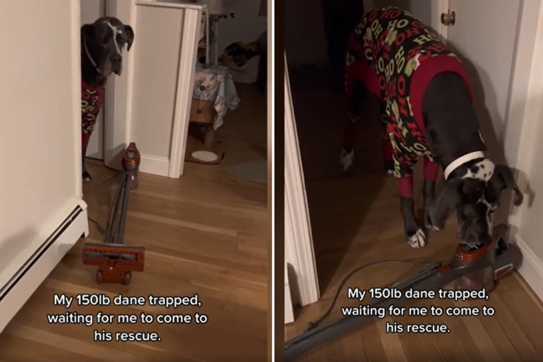 Owner Hilariously Needs To 'Rescue' 150Lb Great Dane From Vacuum Cleaner