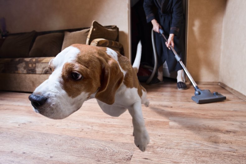 Dog scared of vacuum