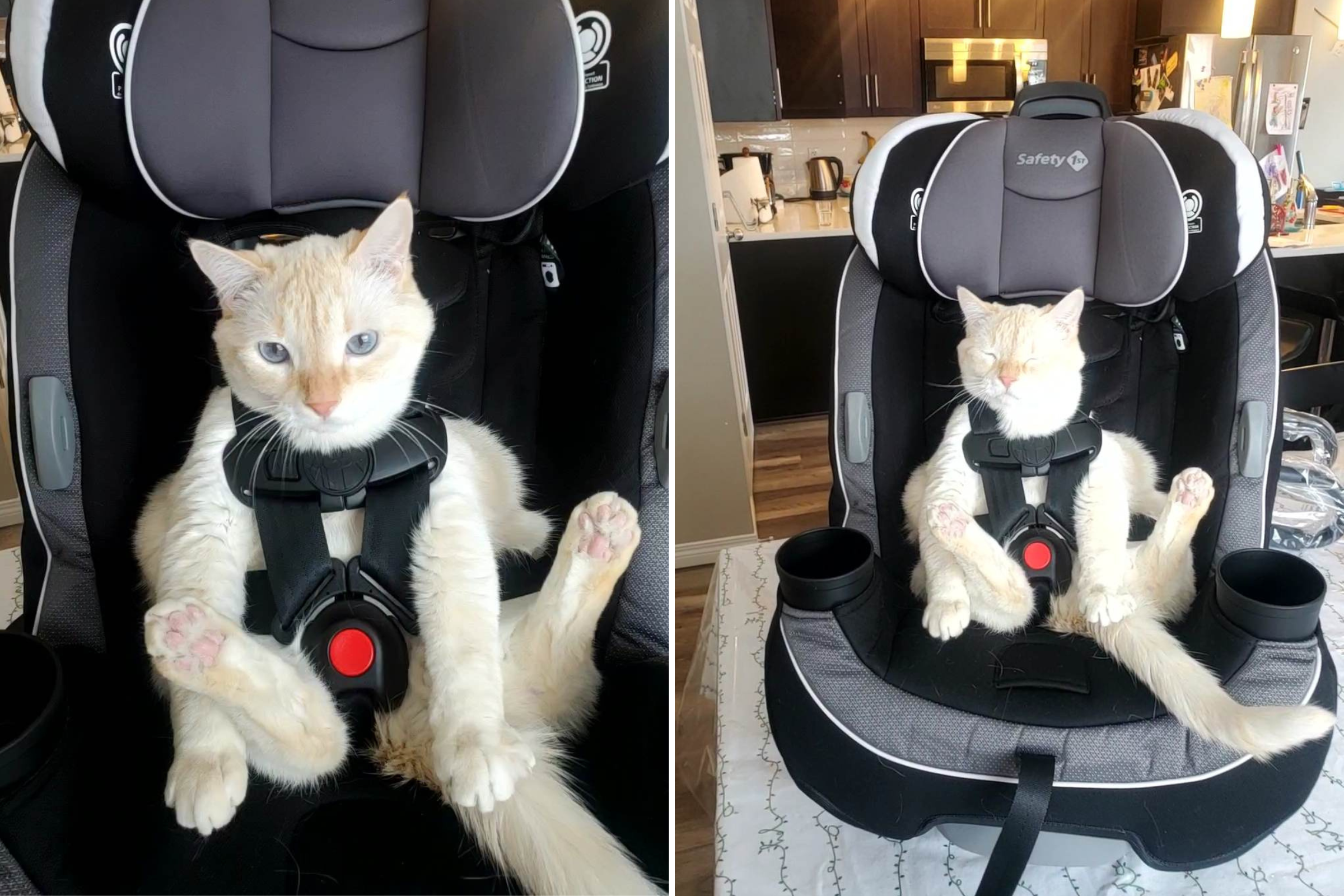 Feline Who ‘Hates the Cat Carrier’ Photographed Relaxing in Car Seat