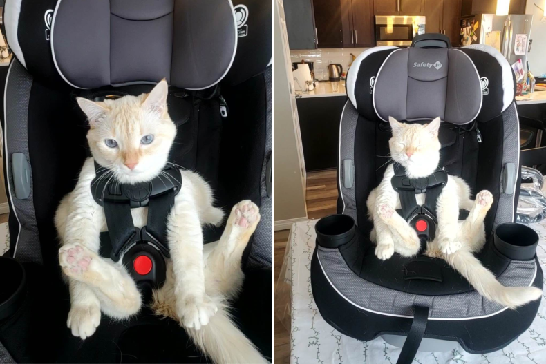 Fitzwilliam Darcy the Cat in His Carseat