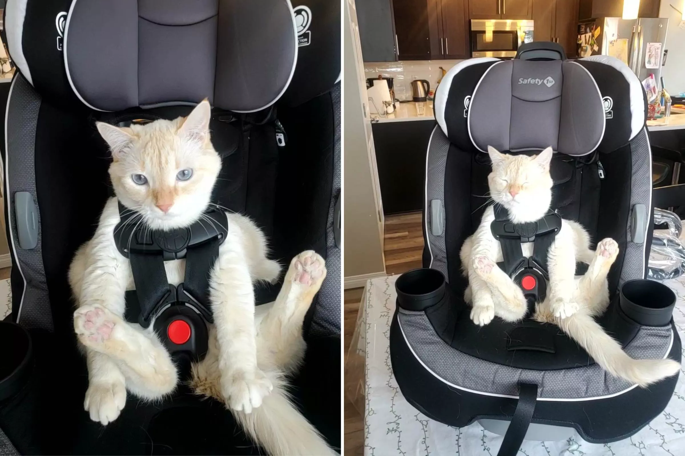 Feline Who 'Hates the Cat Carrier' Photographed Relaxing in Car Seat - Vimarsana News