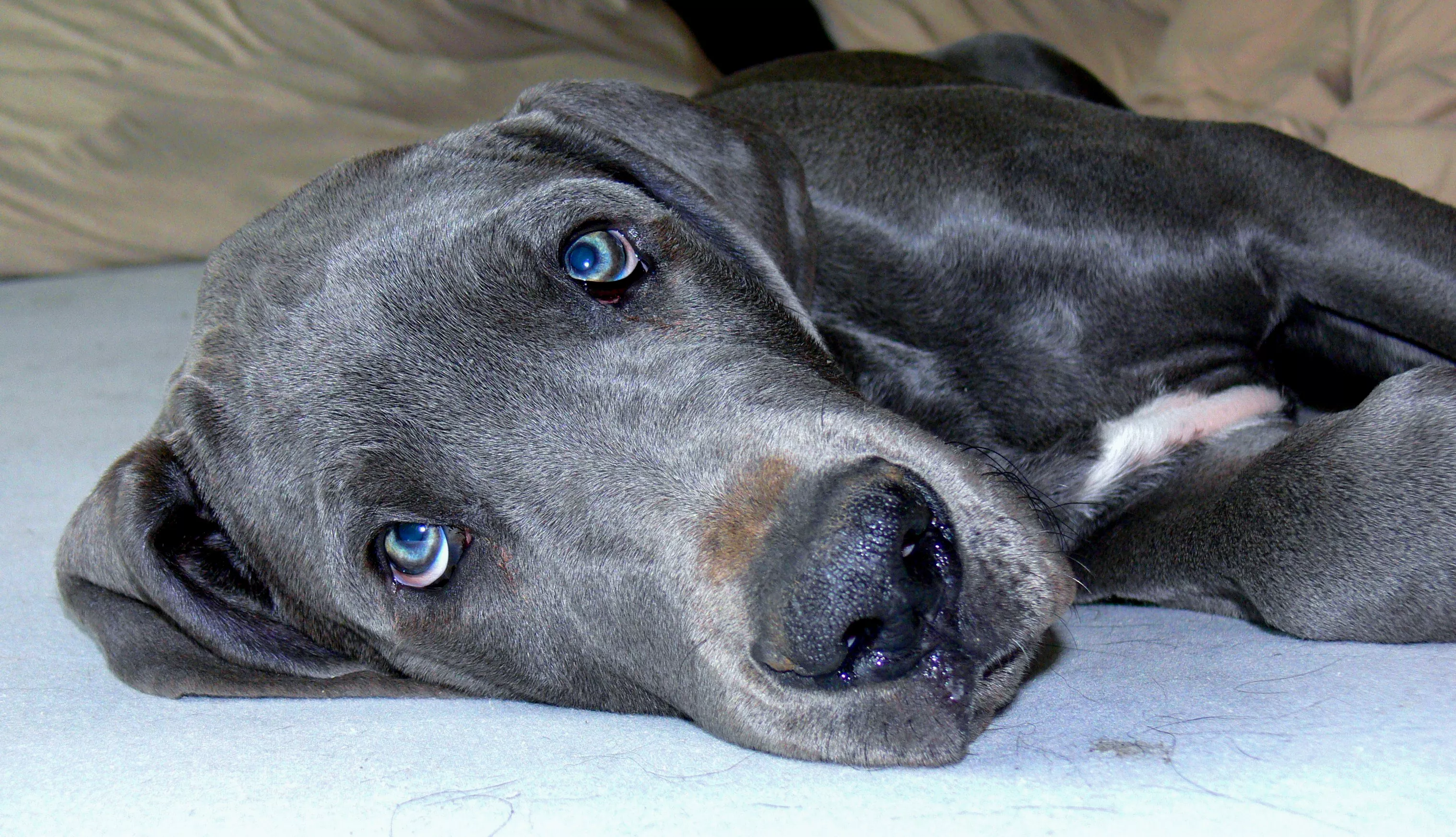 Watch as Great Dane Owner Is Left With Hole in Carpet: 'Crying Inside' - Vimarsana News
