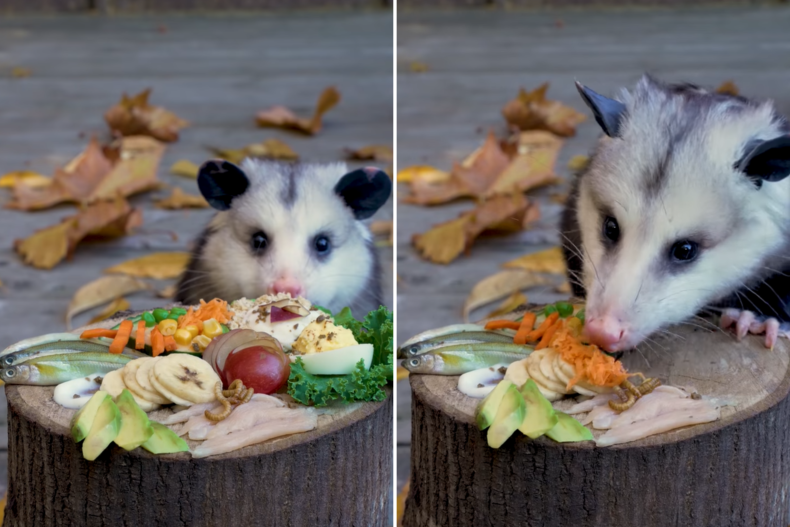 Dodger the Opossum Eating His Charcuterie Board