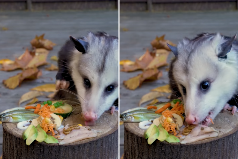 Dodger opossum comiendo una tabla de embutidos
