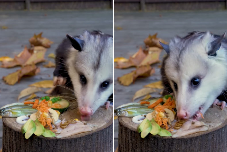 Dodger the Opossum Eating His Charcuterie Board