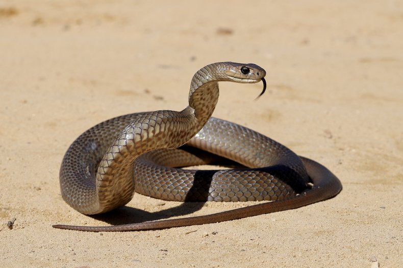 Serpiente mortal 'intruso' encontrado en el aeropuerto 2 serpiente marrón oriental