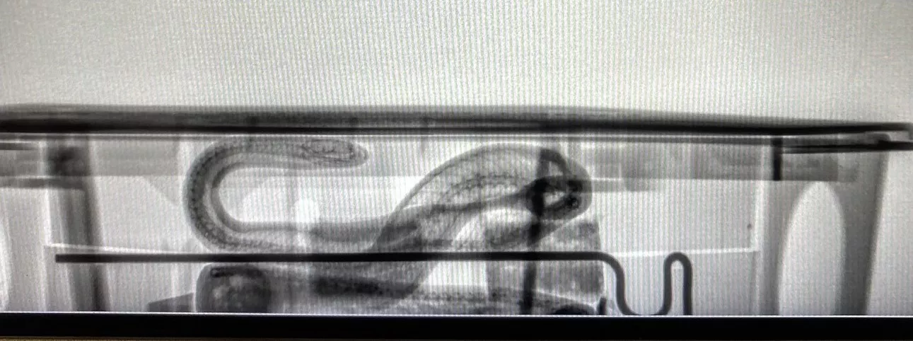 Deadly Snake 'Intruder' Found in Airport - Vimarsana News