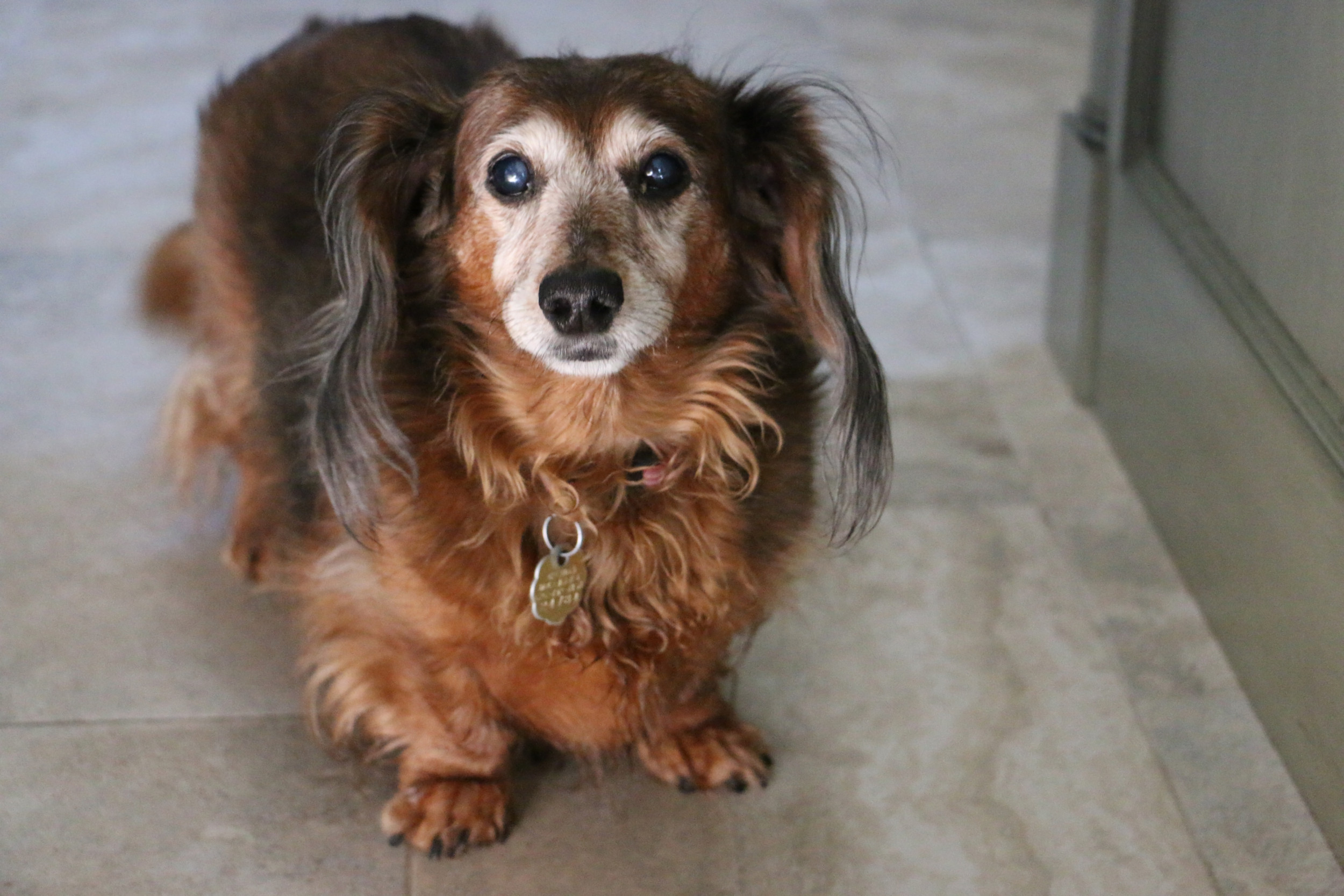 elderly-blind-dog-waiting-in-corners-to-be-rescued-by-owner-melts-hearts