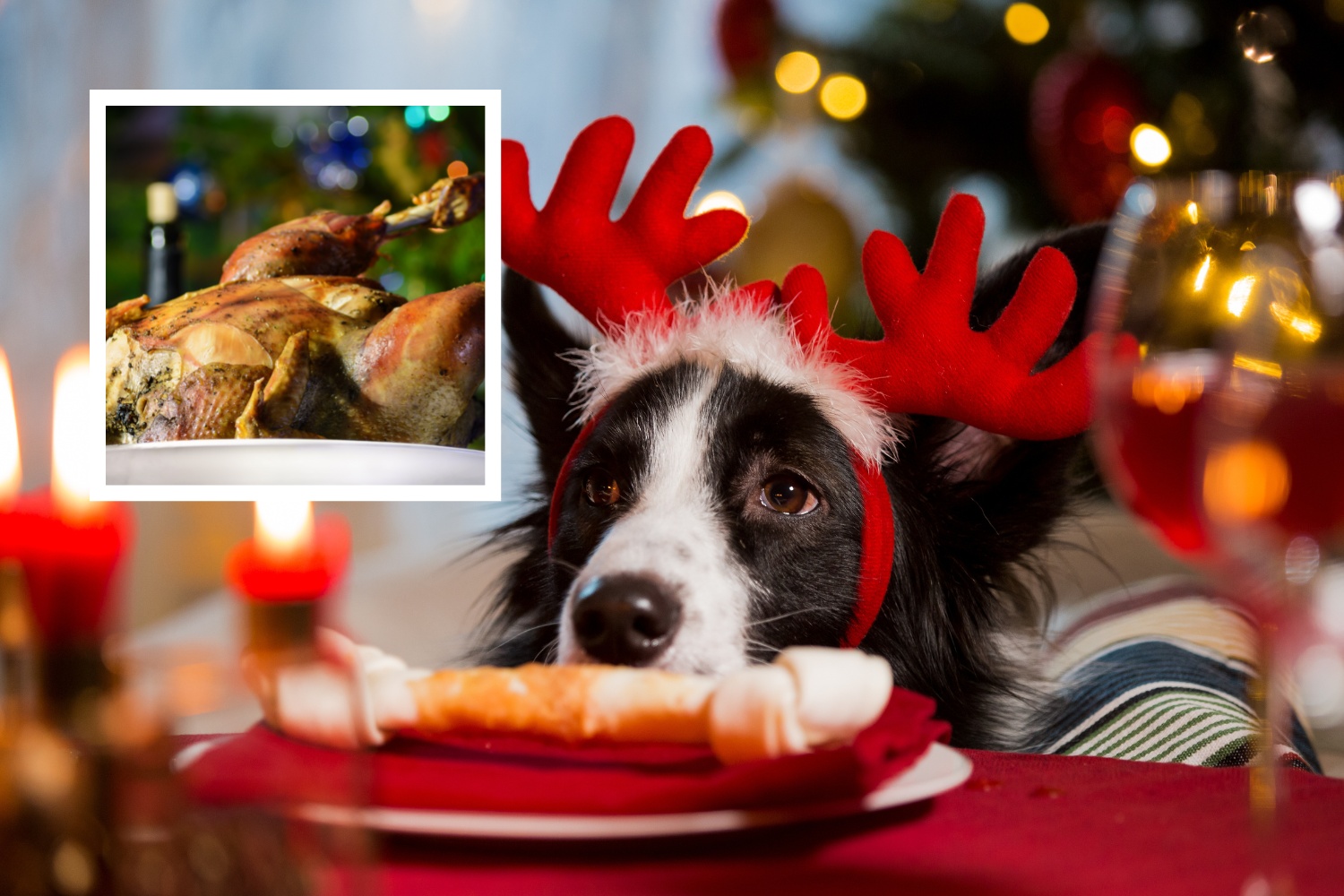 What Christmas Food Can Dogs Eat And What Should They Avoid