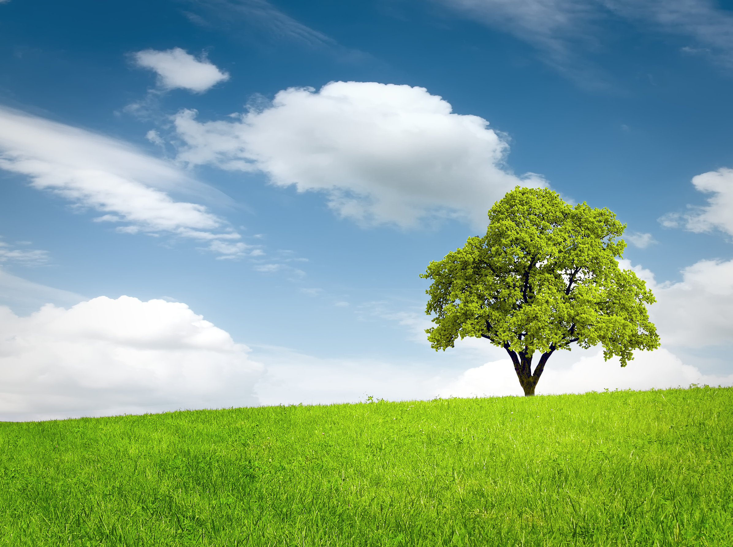 Green tree in a field