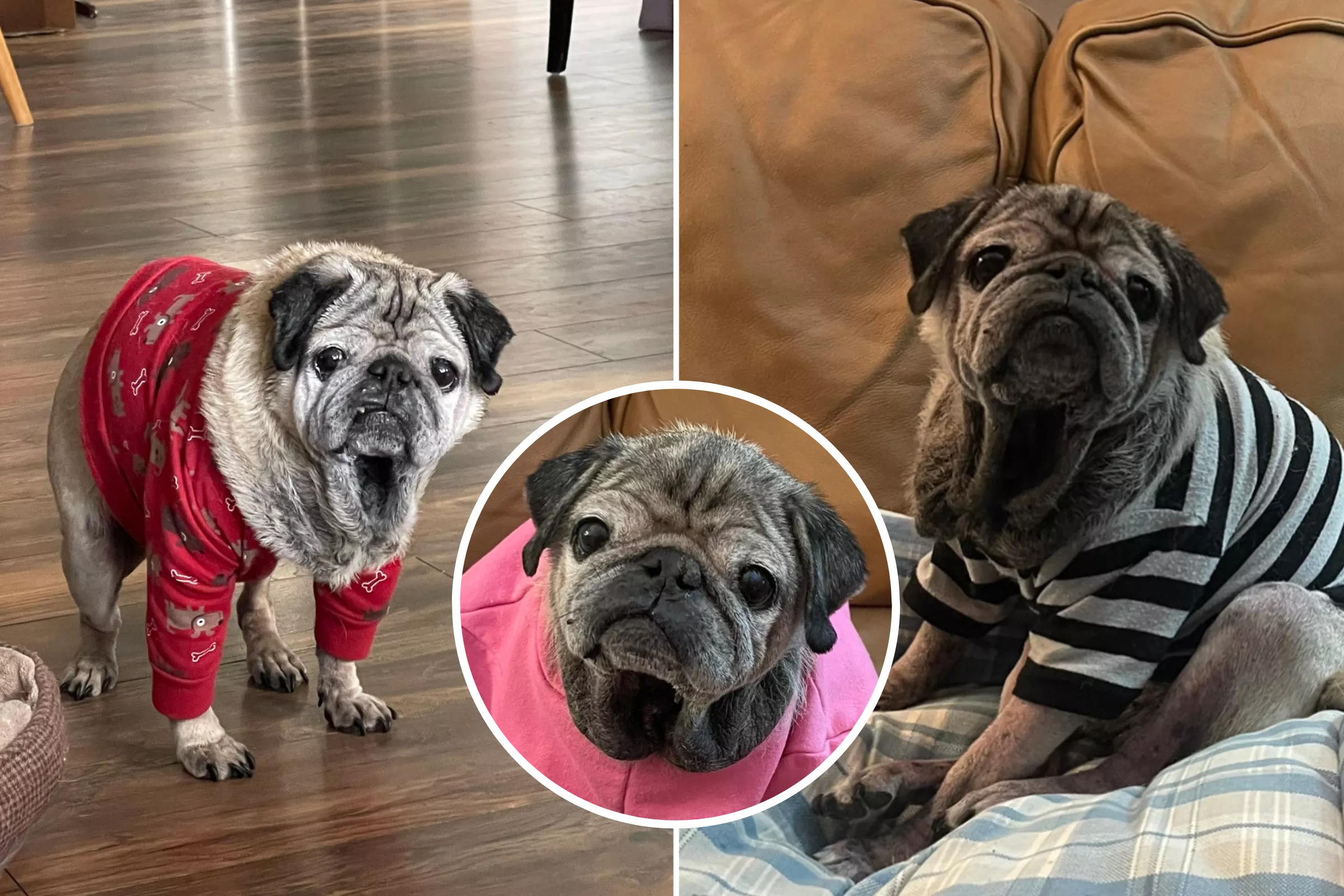 Meet the Grumpy 14-Year-Old Pug Dubbed 'The New Noodle' - Vimarsana News