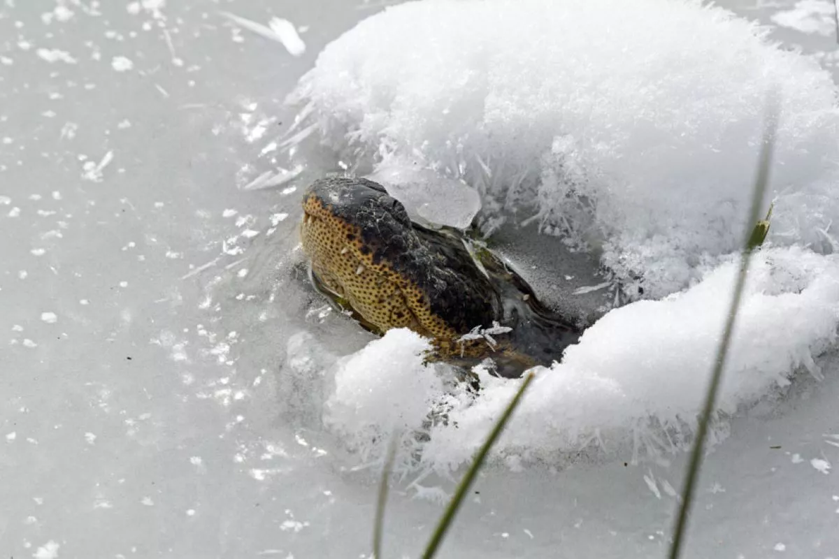 Alligators in Frozen Lakes Stick Their Snouts Out of Ice to Survive - Vimarsana News