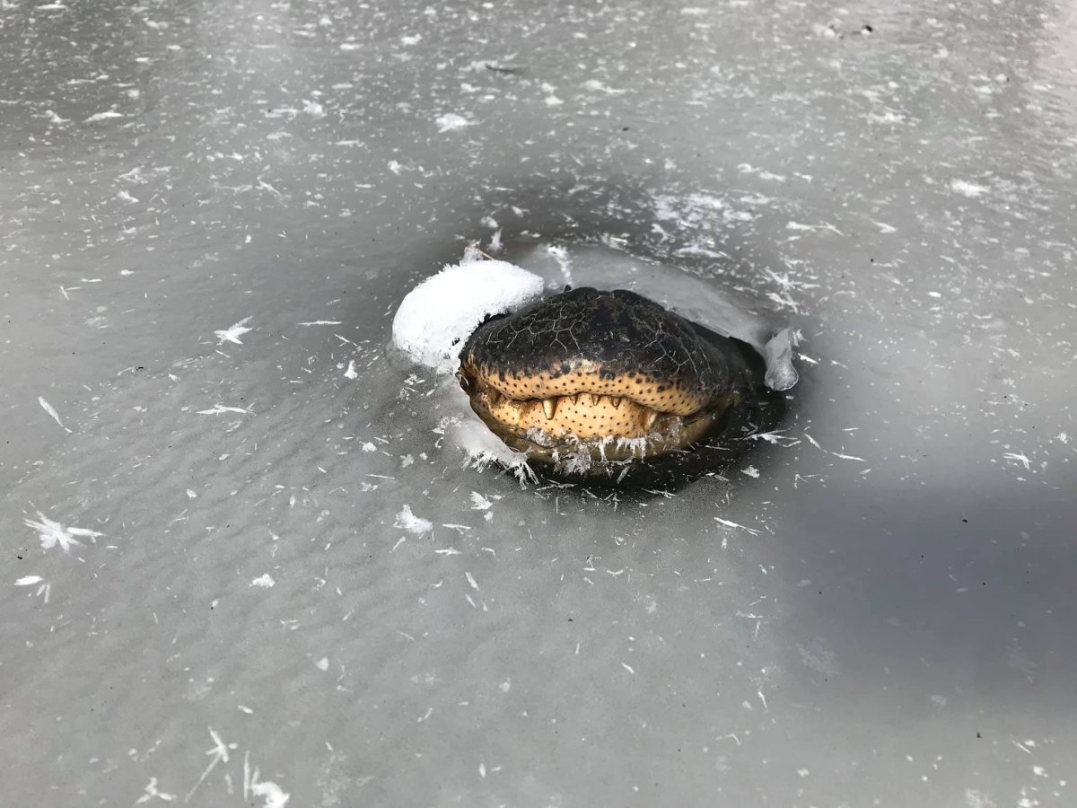 Alligator snout in ice