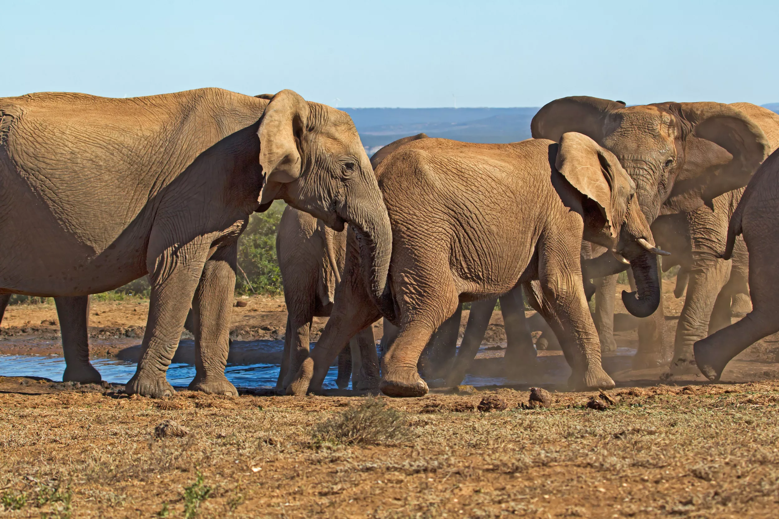 Man 'Severely Injured' After Being Trampled by an Elephant - Vimarsana News