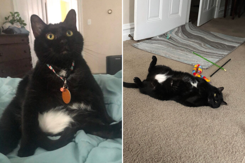 Noodle Naugle the cat