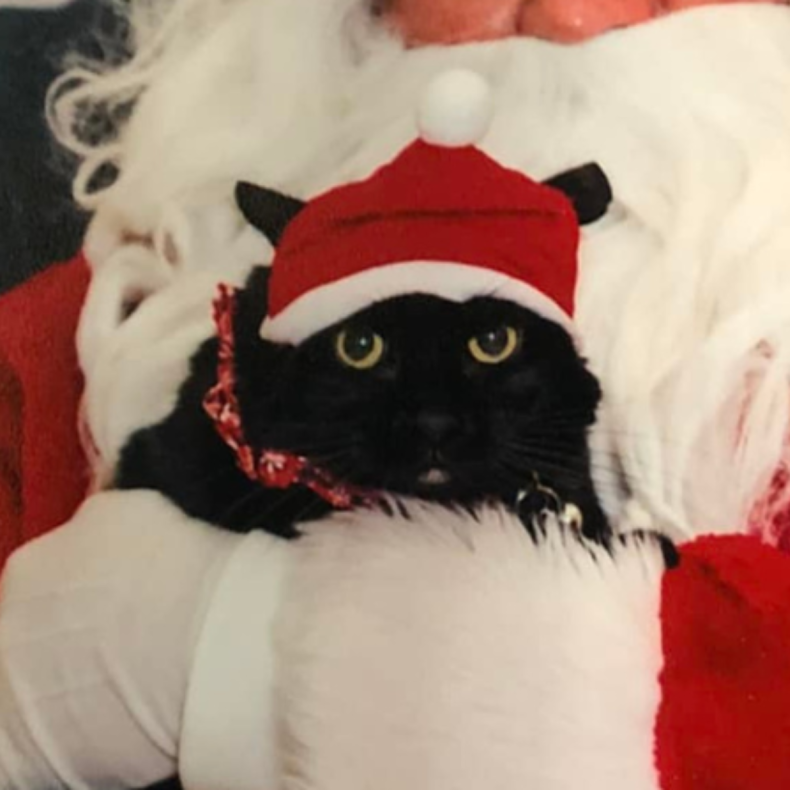 Noodle on Santa's Lap, close up