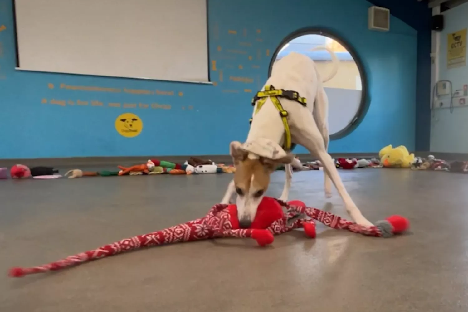 Shelter Dogs Filmed Jumping for Joy As They Select a Christmas Toy - Vimarsana News