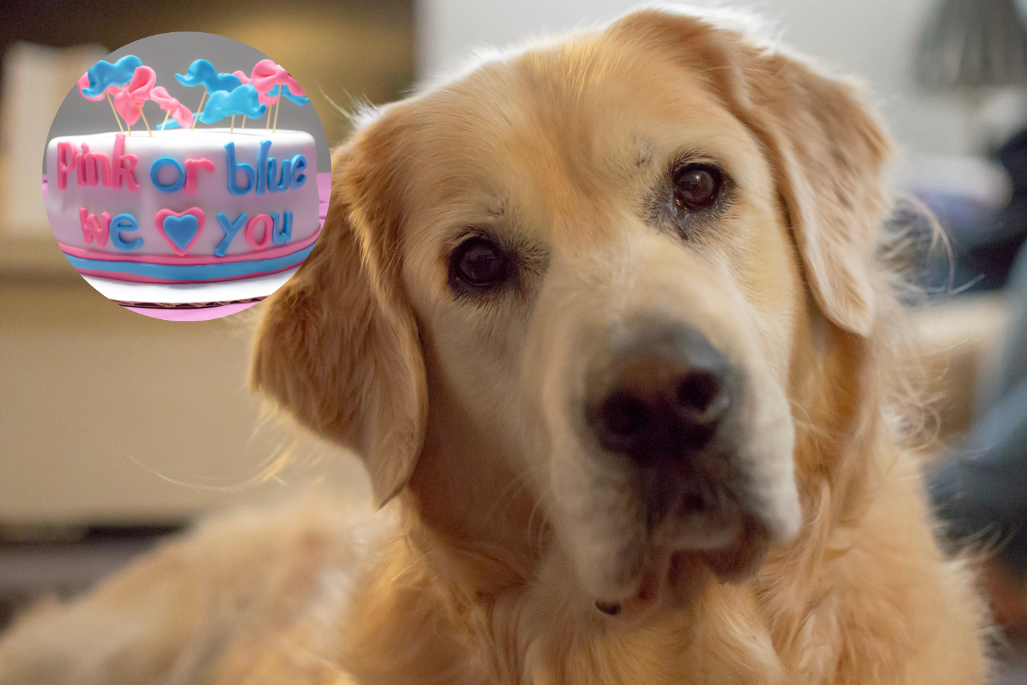 golden-retriever-announcing-baby-s-gender-hailed-as-best-reveal-ever