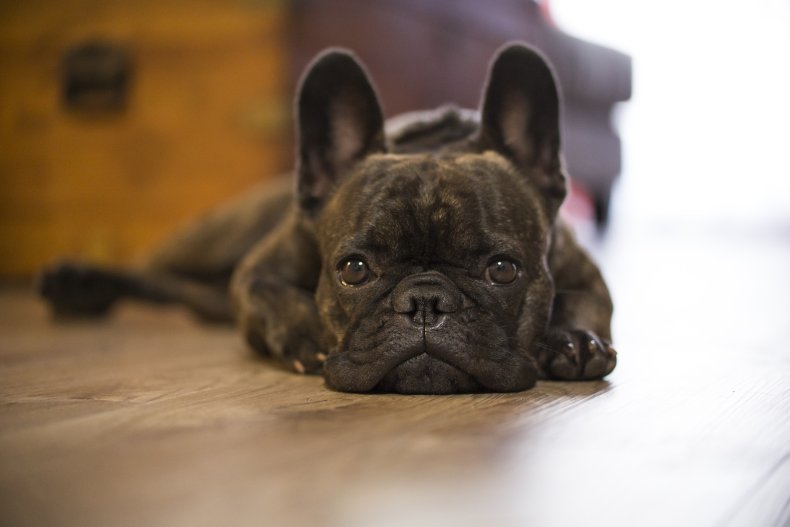 French bulldog looking sad on the floor.