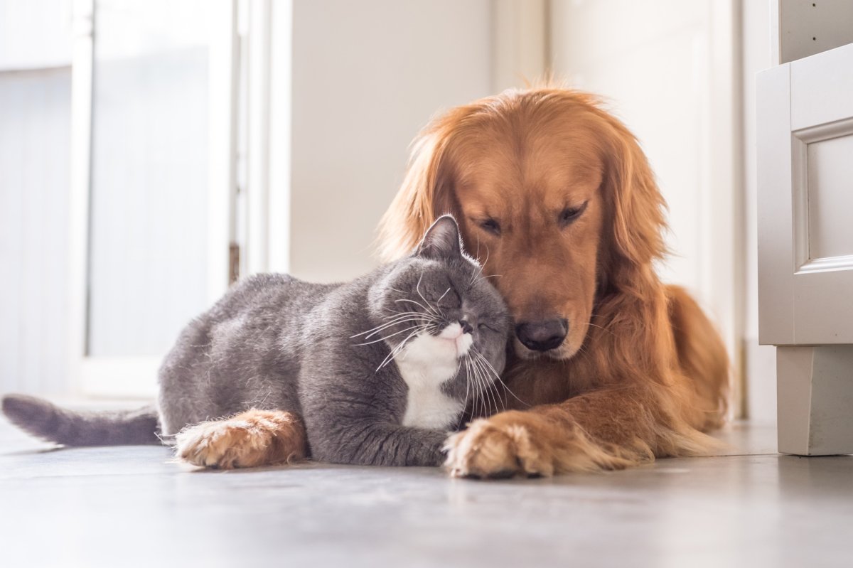 Cat and dog friends