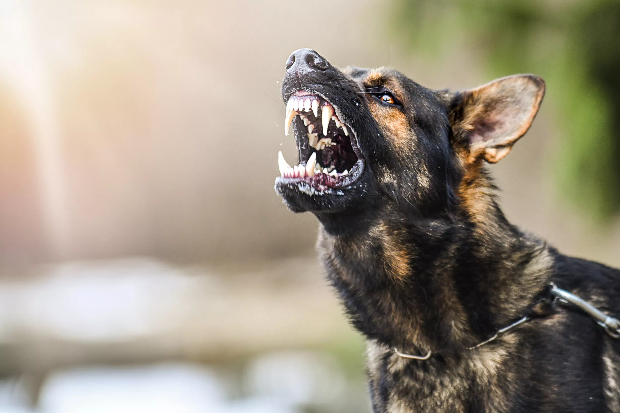 Family Dog Kills Newborn Baby Girl in Arkansas: Police - Vimarsana News