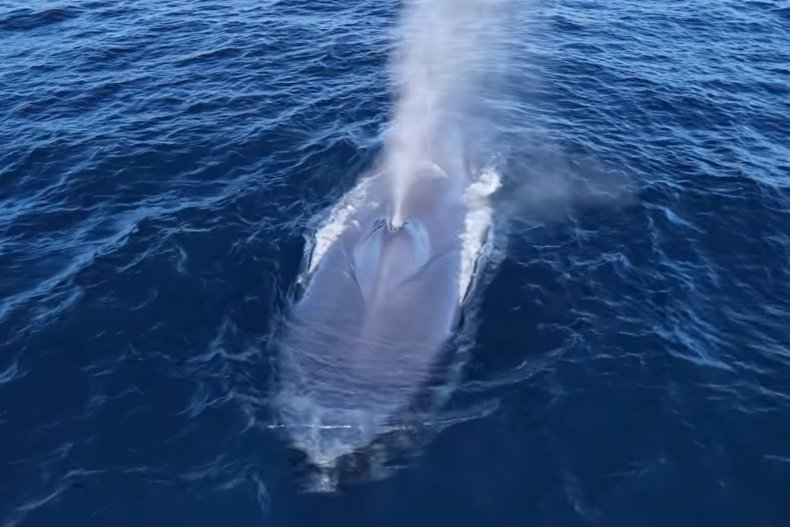 wieloryb błękitny