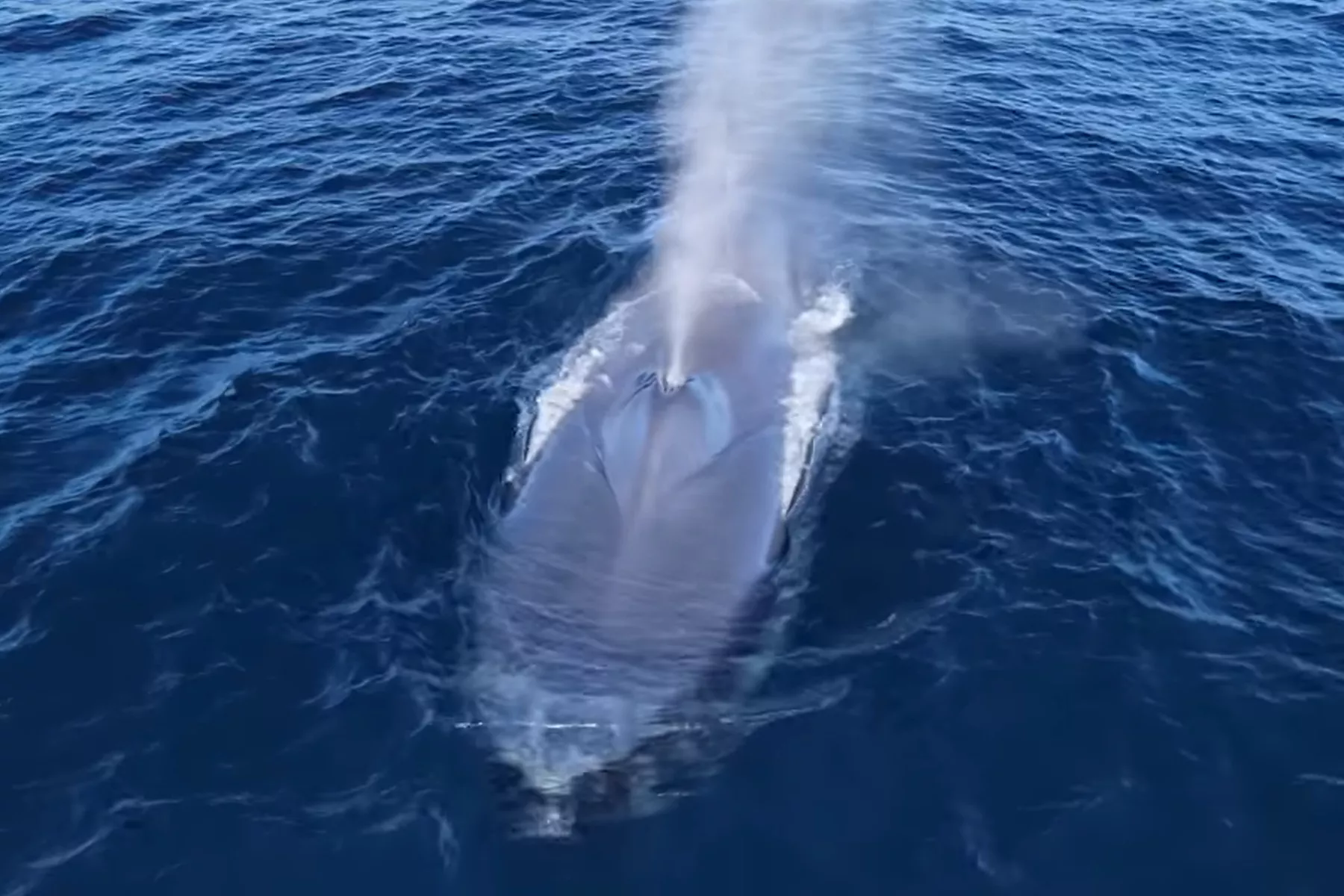 Rare 'December' Blue Whale Appears Far from Where It Should Be - Vimarsana News