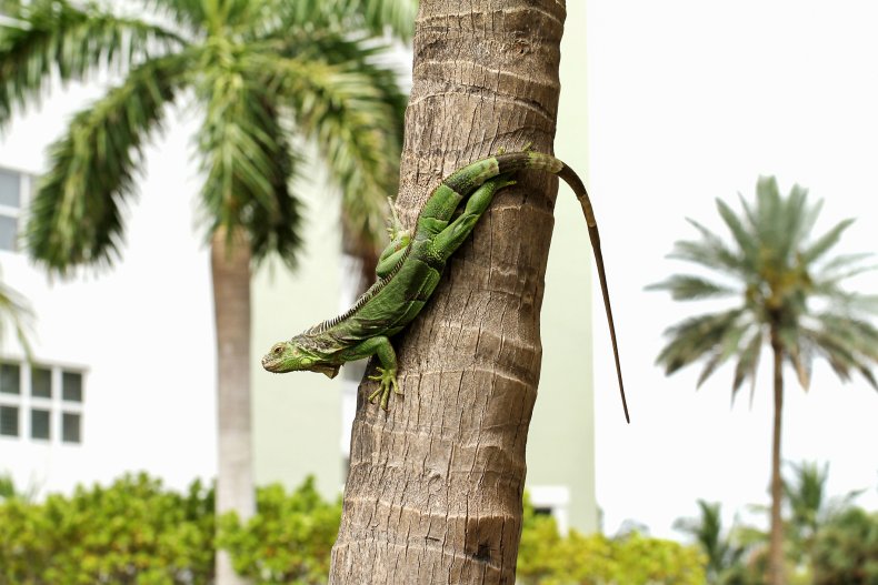 Green iguana in tree, Florida