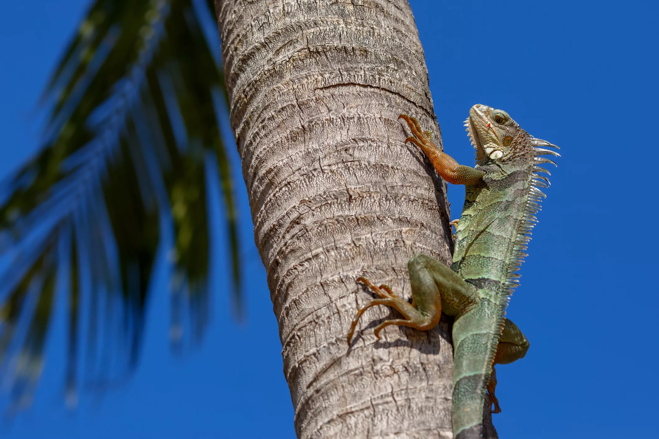 Frozen Iguanas Falling From Trees Becoming Florida's Christmas Tradition - Vimarsana News