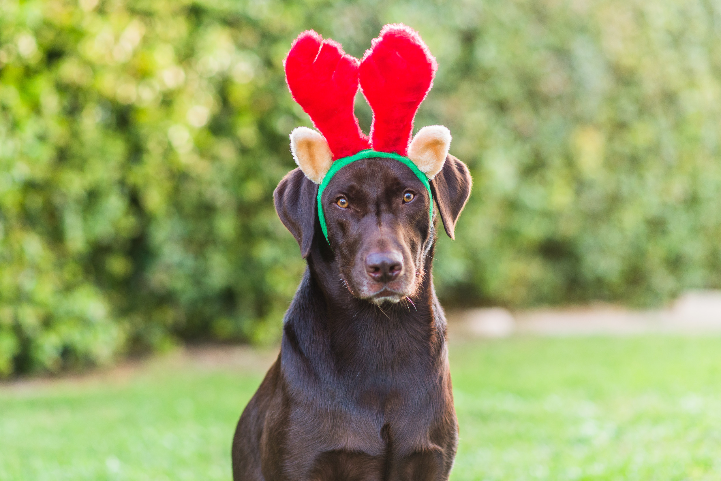 Premium AI Image  dog and cat with christmas gifts