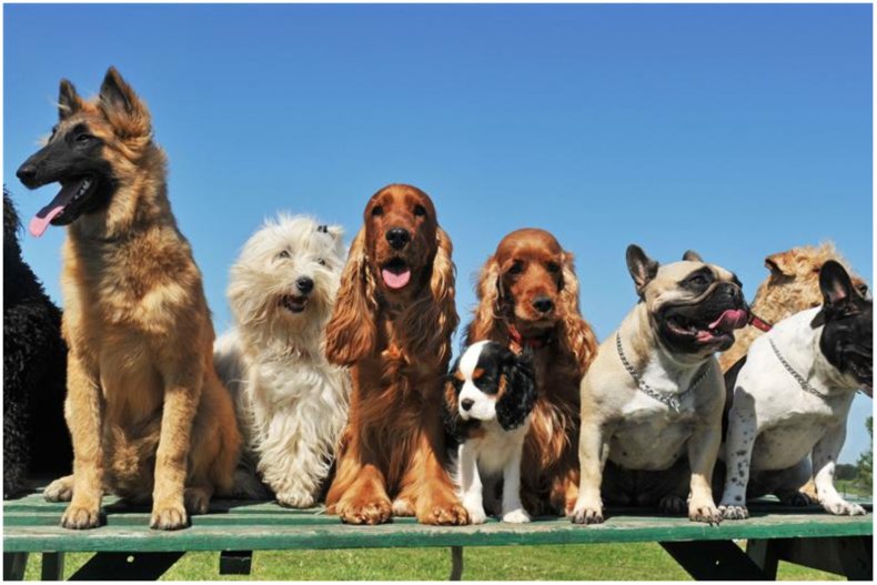 A stock image of multiple dog breeds