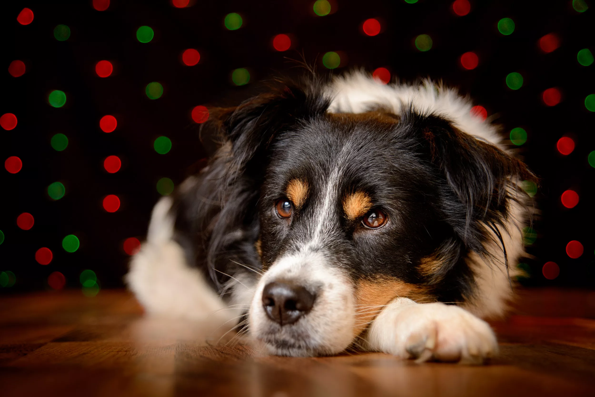 Dog Refuses to Act 'Cute' and Trashes Christmas Lights in Funny Clip - Vimarsana News