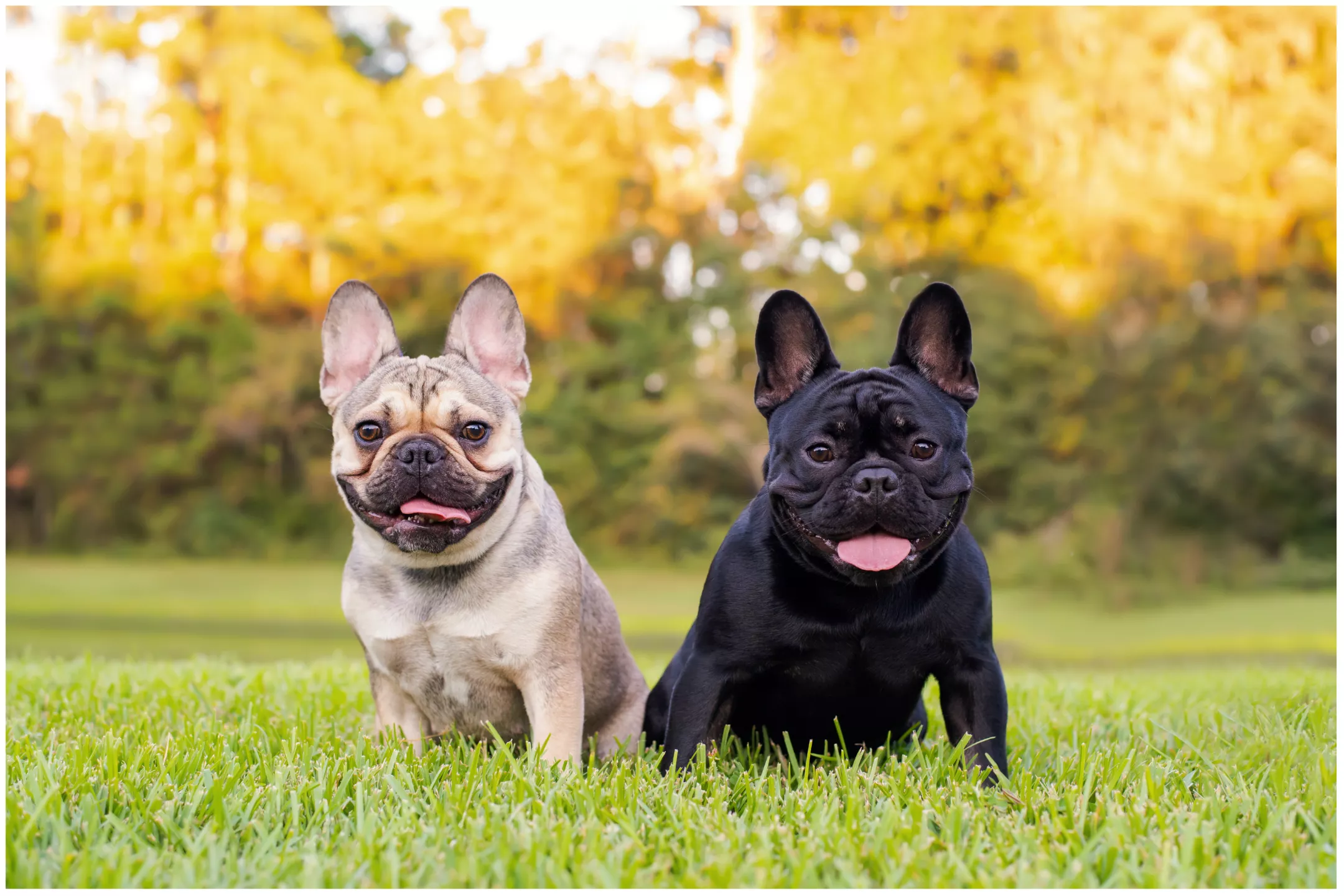 Lonely French Bulldog Getting Dog Friend Delights Internet: 'A Love Story' - Vimarsana News