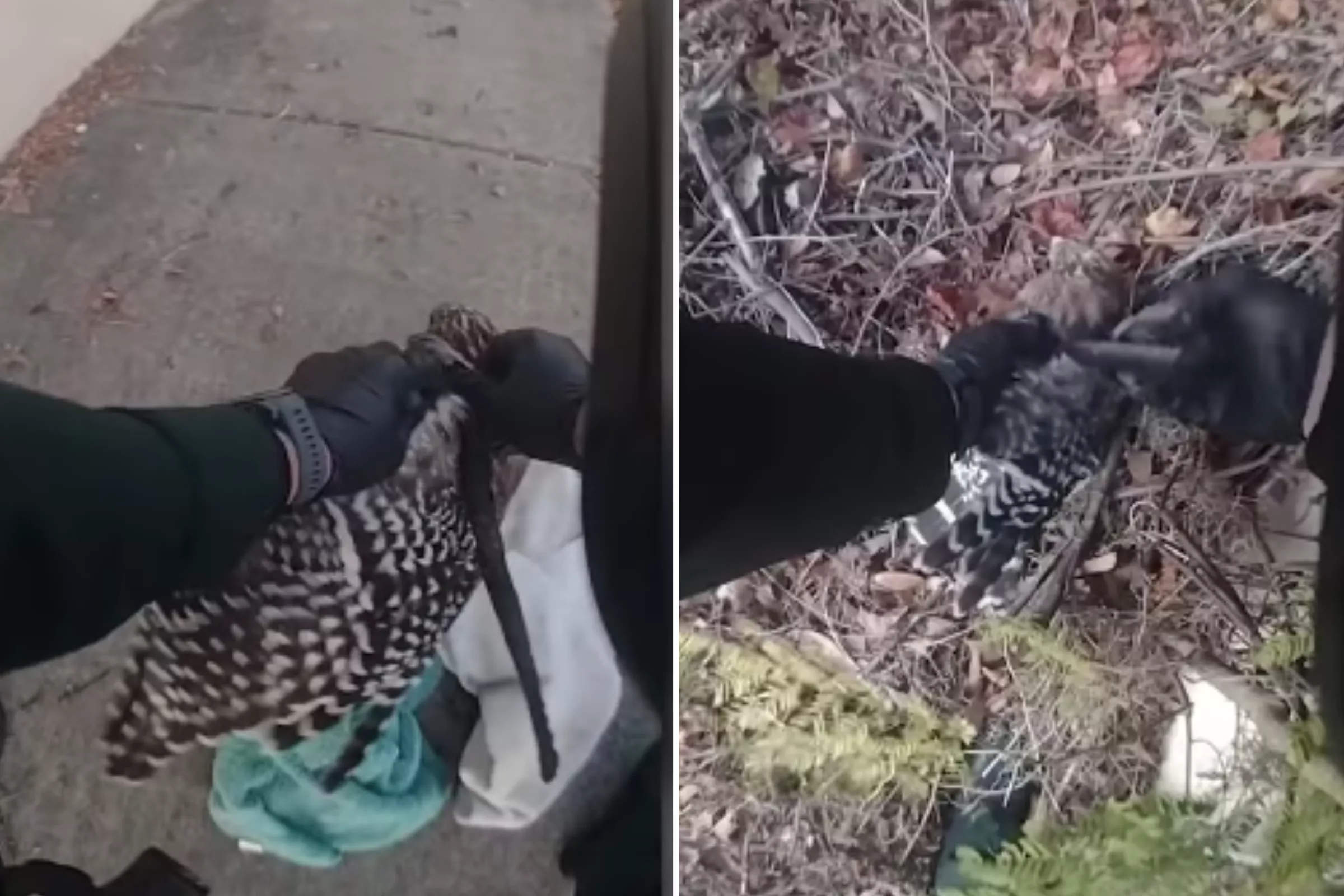 Police Called To Break Up Deadly Fight Between Snake and Hawk in Florida - Vimarsana News