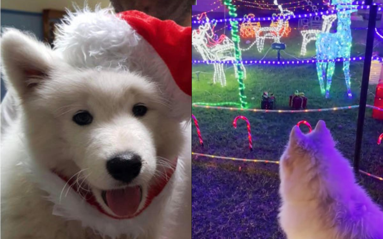 Winter Samoyed who loves Christmas lights.
