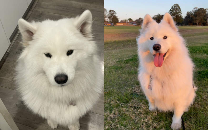 Winter the Samoyed who likes sniffing water.
