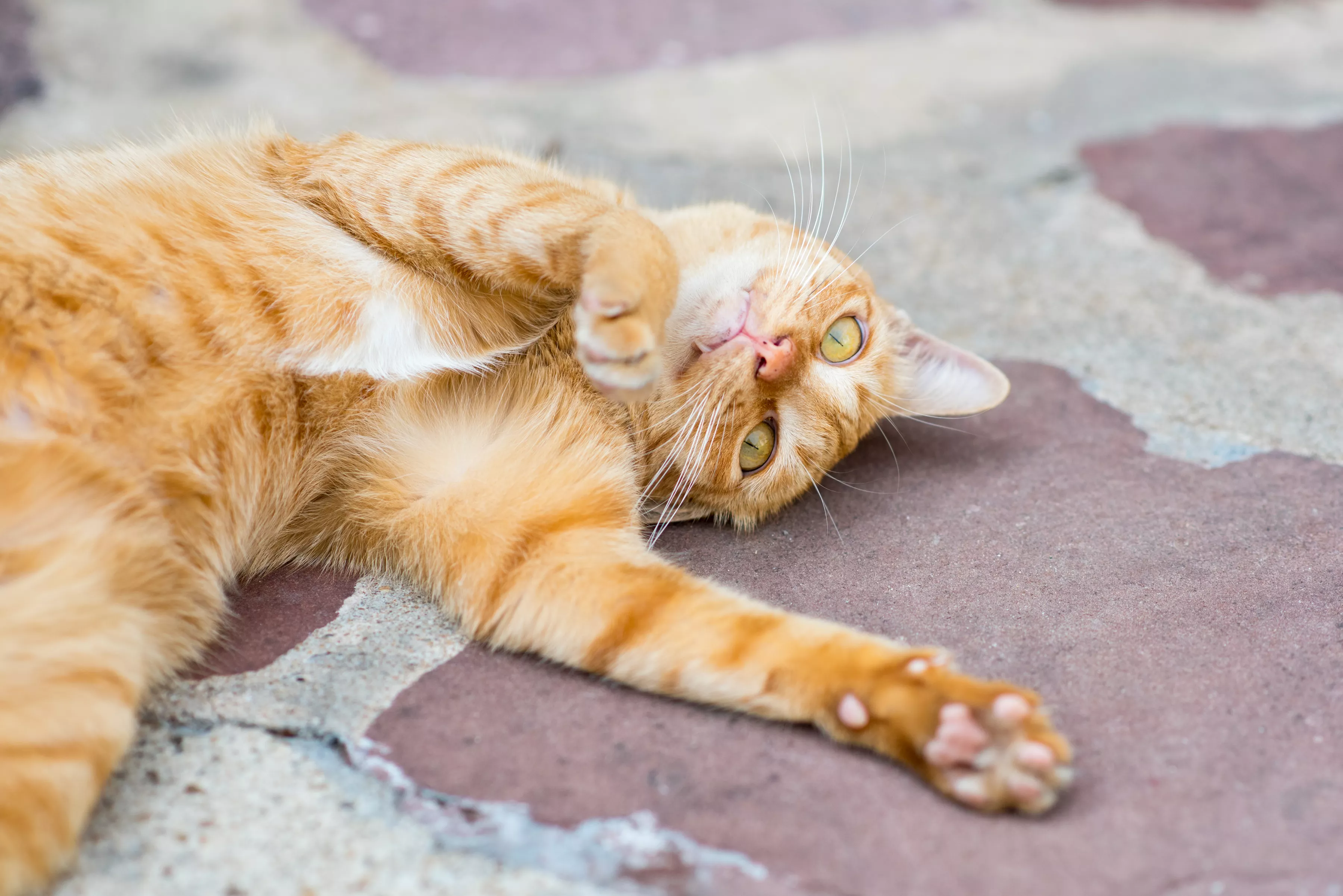 Kitten With Teeth Growing Out of His Mouth Melts Hearts: 'Needs Invisalign' - Vimarsana News