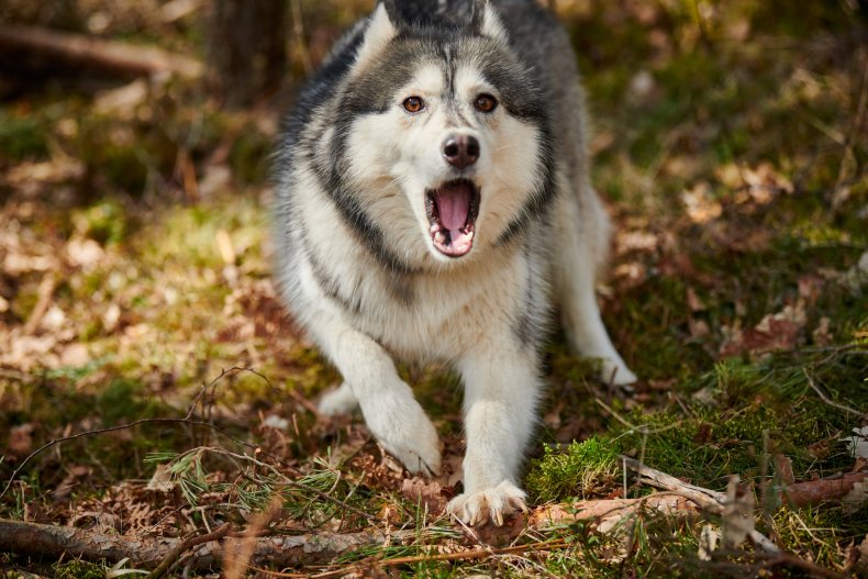 Agressive husky dog