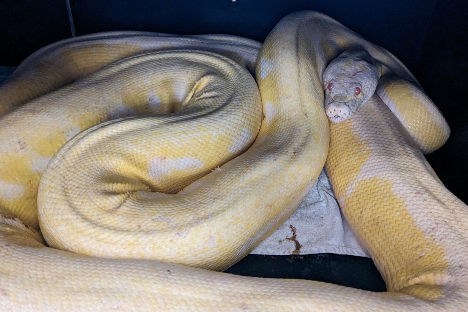 Rare and Deadly 5-Foot Albino Cobra Found Inside House: 'Genetic Mutation