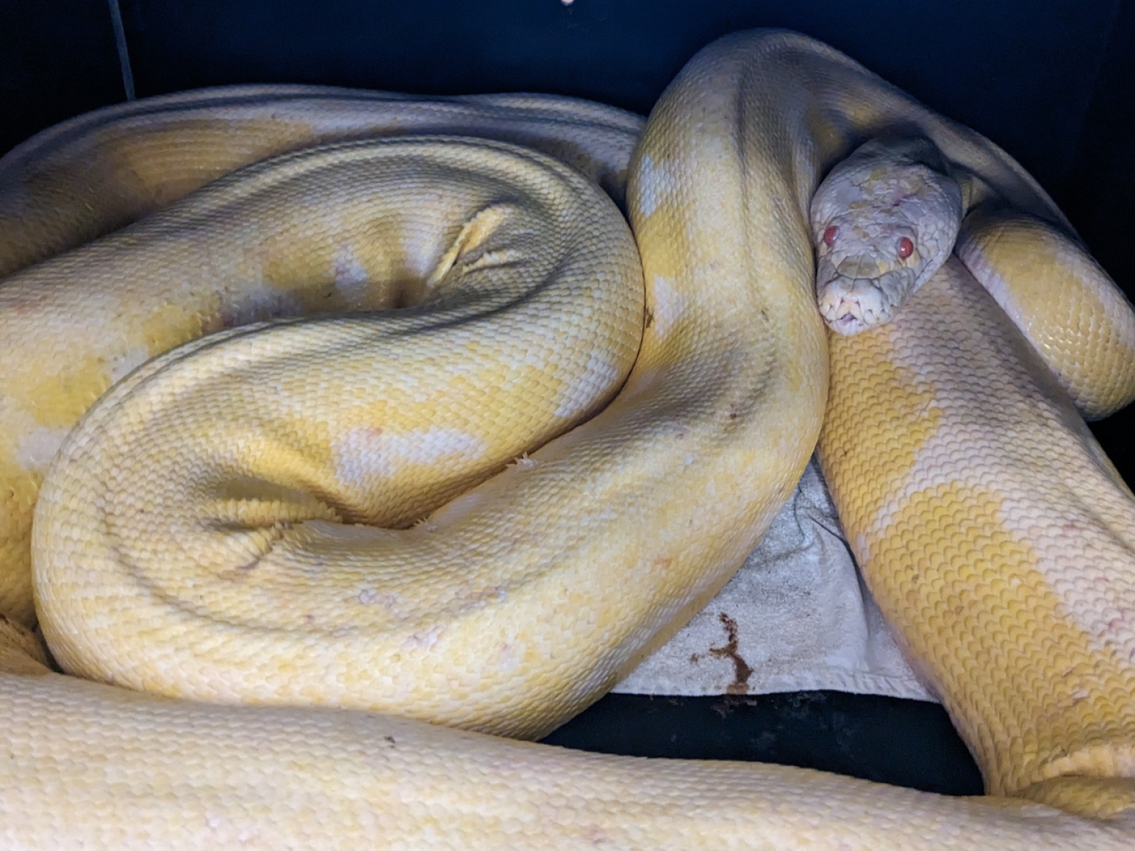 Albaino Python Albino Green Tree Python