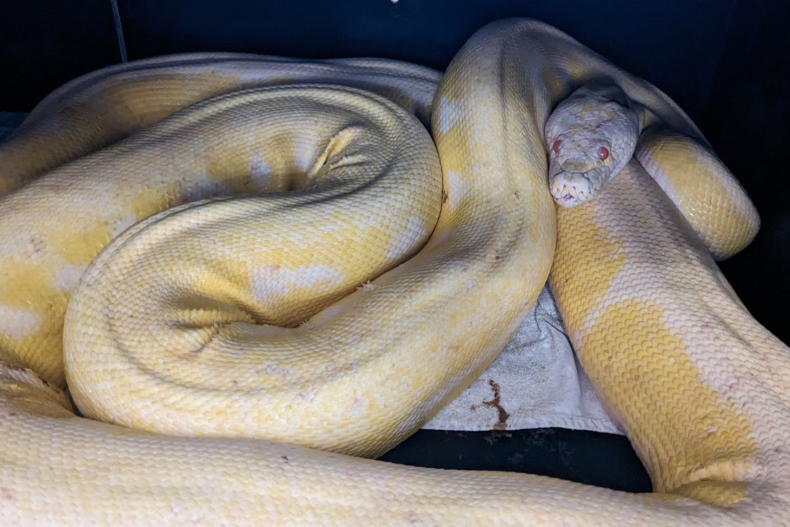 16ft albino python snake