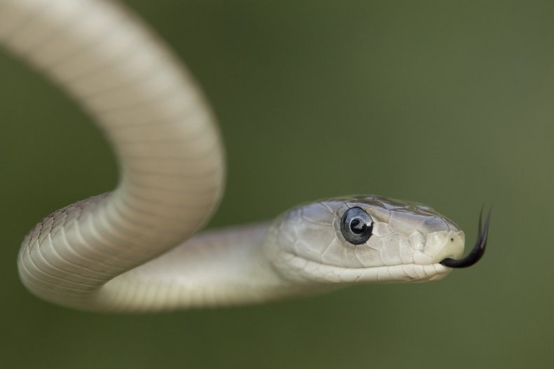 Black mamba