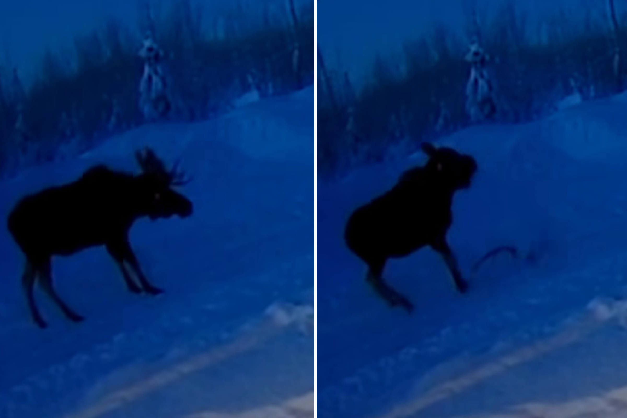 Do Moose Antlers Fall off? Discover the Shocking Truth About Shedding