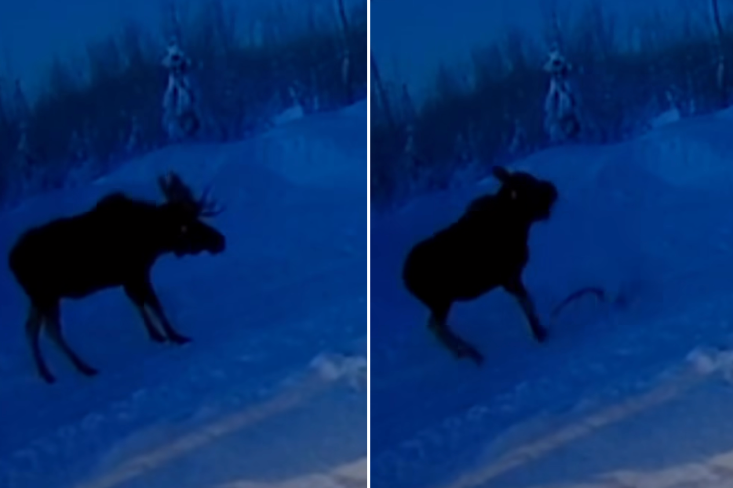 shocking-moment-moose-sheds-both-antlers-at-once-caught-on-camera